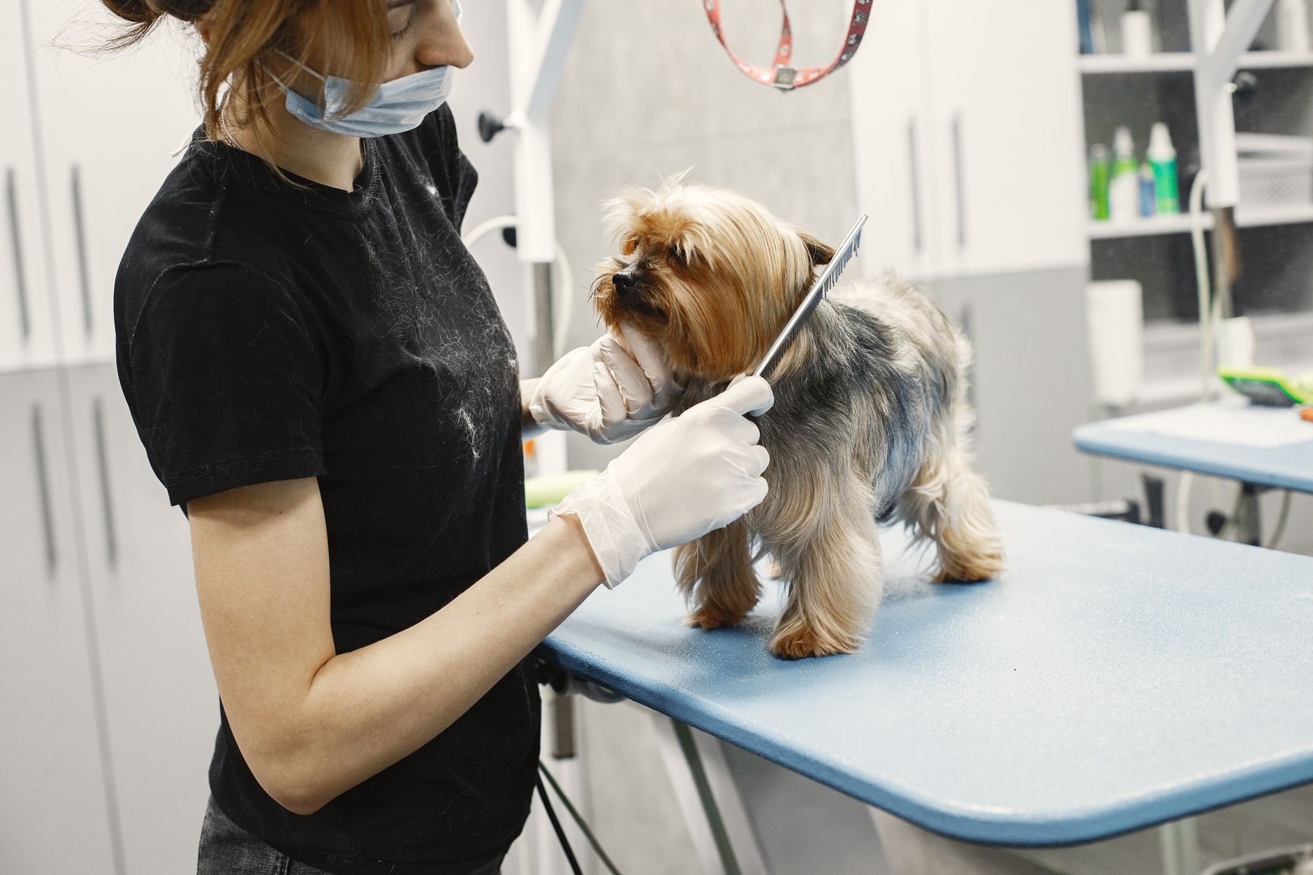 Groomer wearing a mask trimming a small dog's fur in a modern pet salon