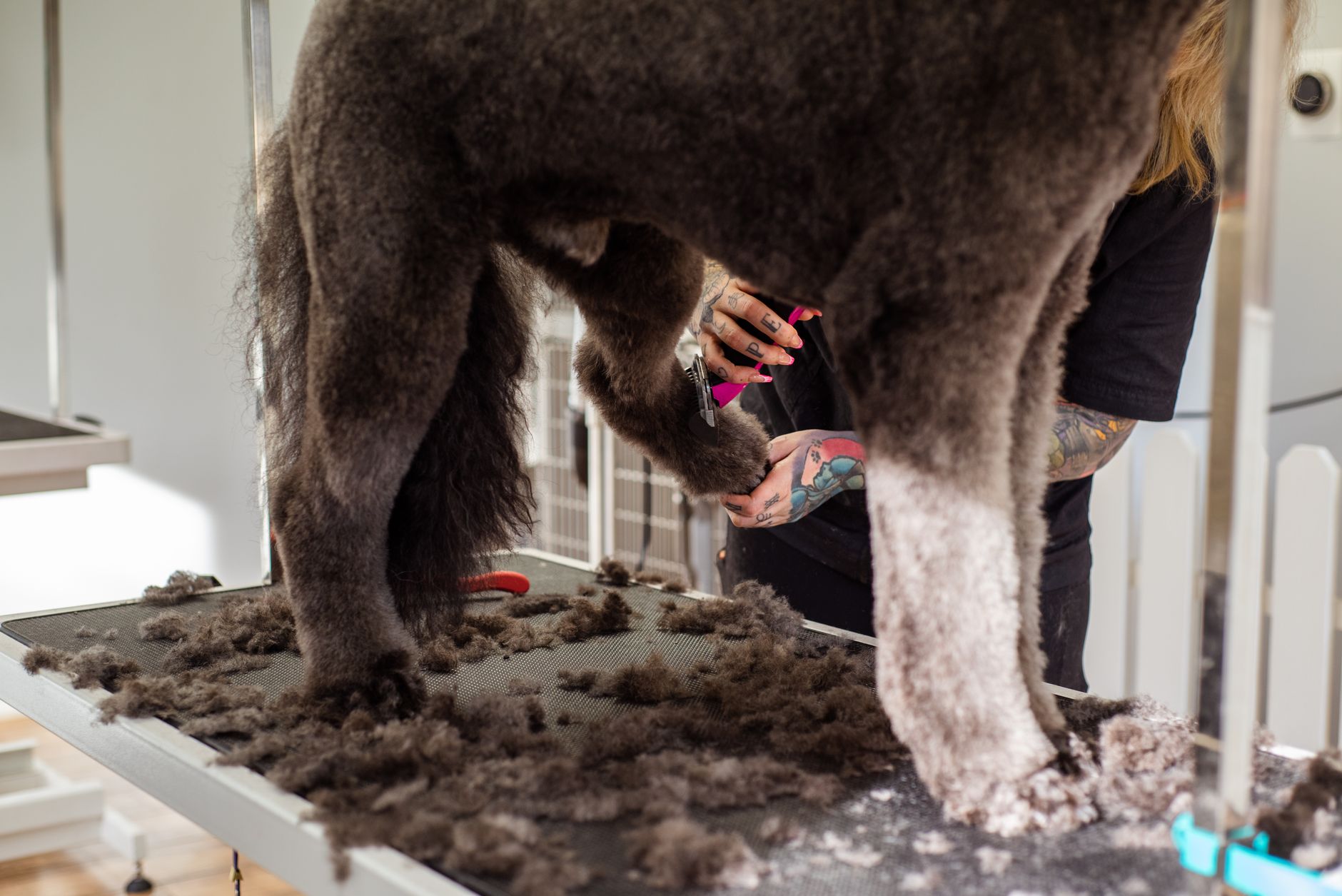 Groomer trimming a dog's coat by hand during a full groom